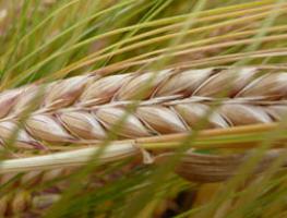Barley breed Despina (Rapool)