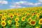 Sunflower hybrid Astana (new)